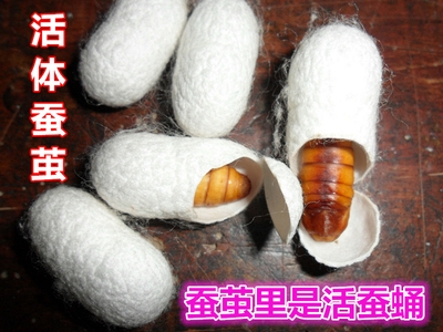 茧黑头蝉茧然肤茧茧小蚕去a茧茧肤洗脸蝉清洁壳壳蚕壳天1