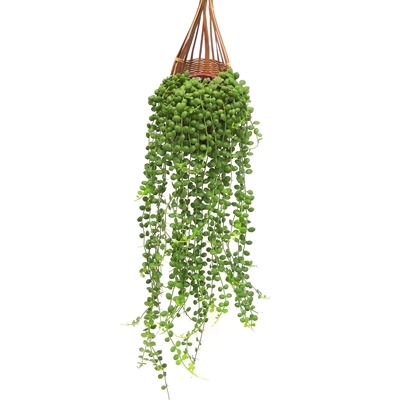 k风不内佛动吊兰多肉植物垂吊室珠e盆栽好养的绿植爆盆泰佛珠珍珠