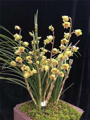 云南 老种兰花苗 o经典蕙兰 金祥云 阳台盆栽花卉绿植植物