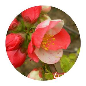 2017海棠新品种红r千鸟,盆景盆栽,花坛花卉,庭院种植