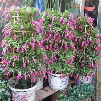 00四季蟹爪兰老汉嫁接兰花绿植叶仙o七彩好养蟹爪莲花盆八爪家用淘宝