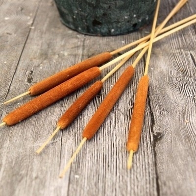 蒲棒干花芦苇香蒲干花瓣divy会所黄菖蒲蒲葵饰品网红造型树花艺.