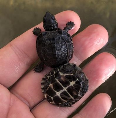 顶墨龟 纯种全黑苗小乌龟活物双头金钱草l龟招财正宗小宠长寿龟迷