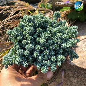 子持莲华老桩子持莲华多肉植物摆件装饰可爱比较x好养的花桌.