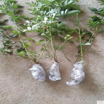 411人付款天猫糯米纸嫁接带 嫁接膜山木香月季专用透明膜果树架接树