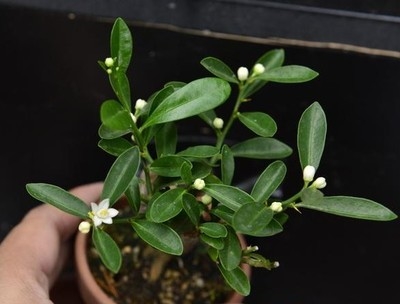 新品种金豆子小品微型盆景掌上小品室内桌面盆景小金丹子当年结.