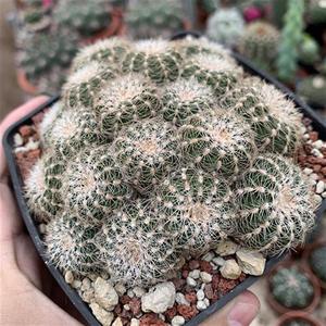 实生罗星丸多头群生稀有仙人球裸萼球属jn多肉植物盆栽开花室内