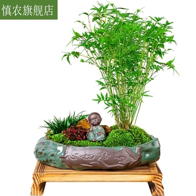 k米竹盆景植物尾凤竹室内花绿z型观赏竹好养易活观音竹小植竹子盆