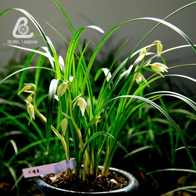 大雪素兰花 云南莲瓣兰 v大理大素馨 高杆高种宽叶全素白色兰花