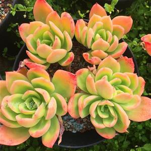 i金辉三十公分左右一体整桩状y态超级h漂亮超级好养的一款多肉.