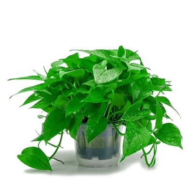 k陕空西安绿萝盆栽室内吸甲醛净化西气水m培绿墙长藤大叶绿萝爬植