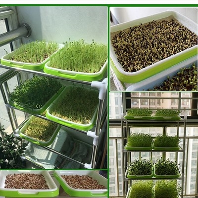 菜种植盘塑料麦草水培家用菜盆发绿豆牙水培育苗盘盘猫咪要养生37