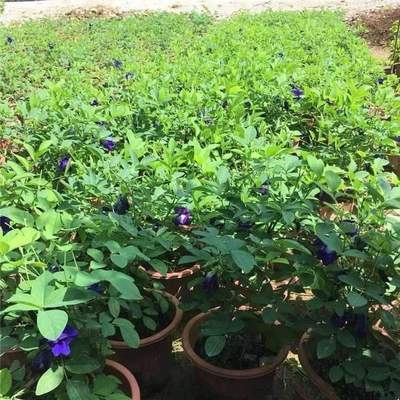 妖花苗蓝蝶花苗发货植物蓝色花苗蝴蝶豆j豆盆栽姬盆栽开花带花四