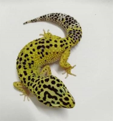 蜥蜴活物稀有宠物小型蜥蜴壁虎宠c物蜥蜴幼体蜥蜴宠物入门级新手
