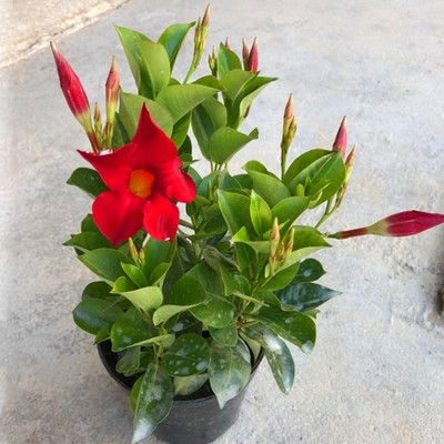 k飘香藤双喜庭花四花开花的季室内阳台盆栽攀爬s类植物滕院观花植