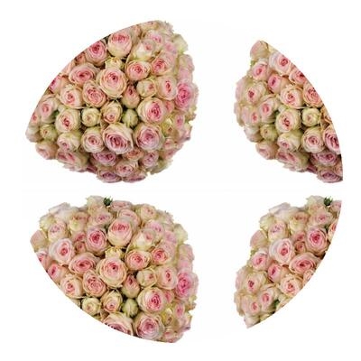 新品陶瓷蕾丝月季花苗花卉大花阳台盆栽四季微型玫瑰花卉小苗