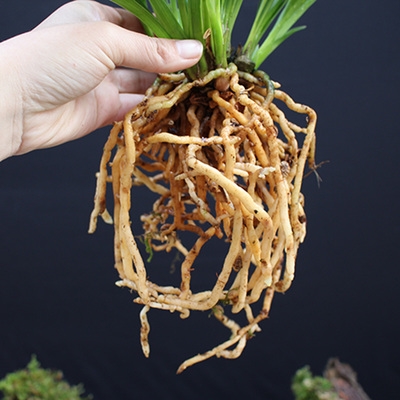 车木工厂店淘宝兰花苗金太子矮种建兰浓香室内盆栽四季花卉绿植客厅