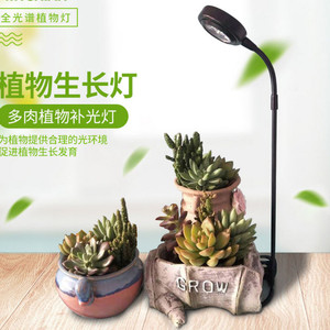 长生树盆栽-淘宝拼多多热销长生树盆栽货源拿货 - 阿里巴巴货源