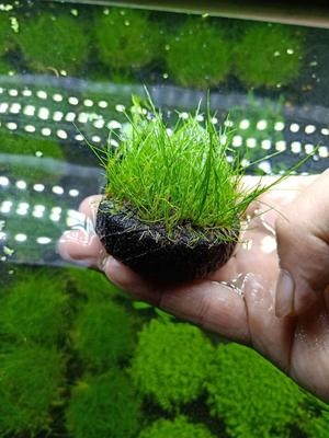 孔雀鱼鱼缸水草造景不用水草h泥增氧净化水质新手水草