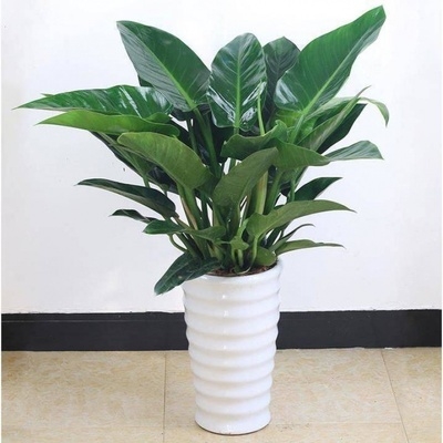 金卧植物盆栽花卉吸甲醛大叶子四常季绿钻p室客厅办公室耐阴.