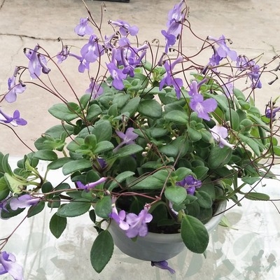 海豚花盆栽阳台垂m吊开花植物趣味蓝海豚花苗带花苞庭院季花卉y