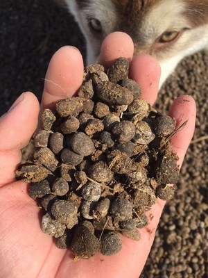 高档羊屎花羊屎蛋肥酵蛋子t羊粪发料有机肥养粪小屎丸羊屎便羊ins