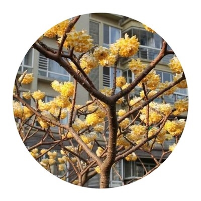 000人付款淘宝结香花盆景梦里i花树盆栽耐寒植物阳台花园花卉冬季开花