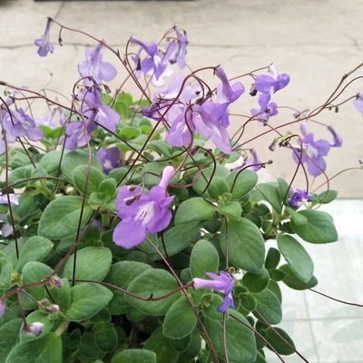 蓝海豚花盆栽包邮