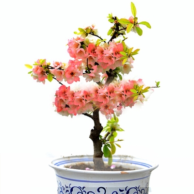 复色海棠花盆栽植物四季东洋锦海棠花盆景l长寿冠绿宝石海棠四季