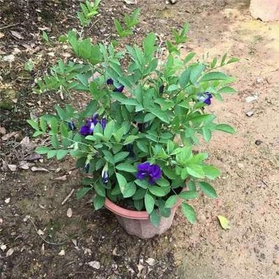 妖花苗蓝蝶花苗发货植物蓝色花苗蝴蝶豆豆盆栽姬盆t栽开花带花四