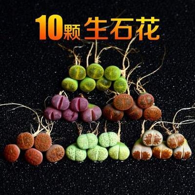 生石花多肉植物石生花o稀有贵货迷你办公室屁股屁屁pp组合石头多