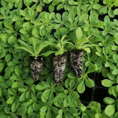 矮牵牛花苗小苗爬藤阳台专用垂吊小牵牛花n盆栽短牵牛花苗攀爬