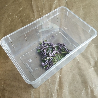 蚕宝宝饲养盒养蚕专用盒蚕孵化盒蚕宝宝的家养育仓养蚕盒子0人付款13