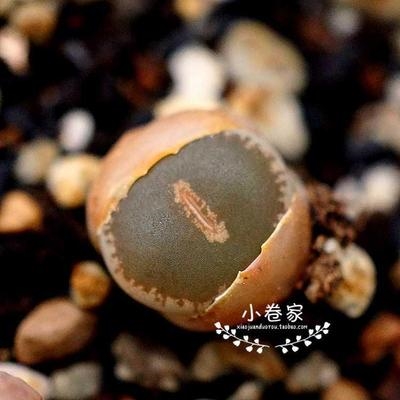 h81-85f直播 多肉植物 生石花 和田玉 屁股花 c153 全窗弁天.