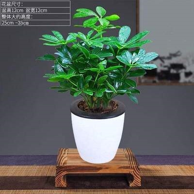 水培脚鸭木盆栽植物花p卉室内客厅阳台七方莲八叶来财发财树同绿