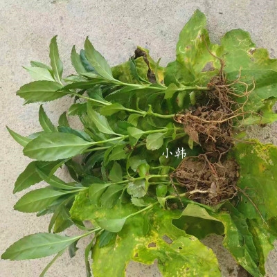 草珊瑚苗 c草珊瑚种苗肿节风接骨木观音茶九节风 盆栽种植植.