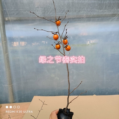 老鸦柿树