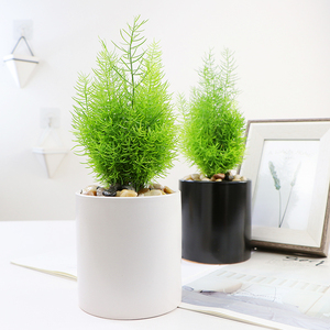 小绒松盆栽办公室内桌面绿植客厅净化空气常青好养植物花卉苗