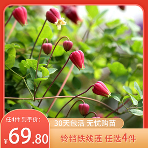 天狼德克萨斯组铃铛铁线莲盆栽苗押切胭脂扣庭院阳y台爬藤植物