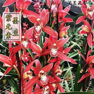 花卉兰花苗墨兰报岁n兰紫元素z紫霞仙子现带花苞好养出售浓香型客