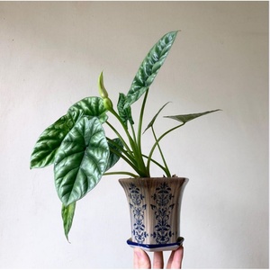 新品魔镜bn芋alocasia波纹海芋进口稀有i海红网s绿植盆栽