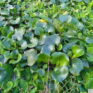 水苗养鱼缸绿g净化池塘养浮萍培水水水籽胡培水花芦水植植物水中