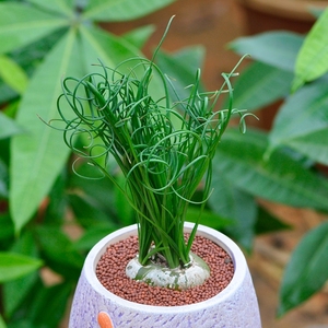 多肉植物弹簧草 办公室内稀有奇趣肉肉植物盆栽细叶螺旋草不含盆