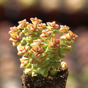 多肉植物小米星老桩群生肉肉植物可爱迷你绿植组合小盆栽室内花卉