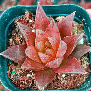 多肉植物红丝玉露贵货稀有品种十二卷属室内绿植含盆新款四季萌肉