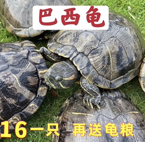 巴西龟活物超大活体下蛋幼龟观赏龟宠物龟下蛋龟招财龟大只乌龟
