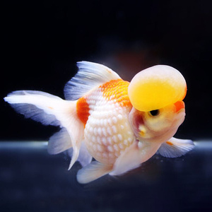 新款精品鼠头珍珠金鱼活体活鱼耐活观赏鱼宠物冷水鱼淡水鱼珍珠鱼