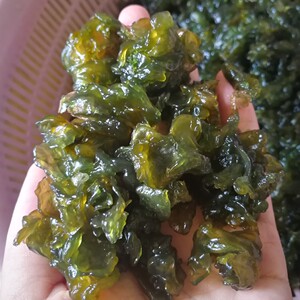 地皮菜新鲜雷公菌