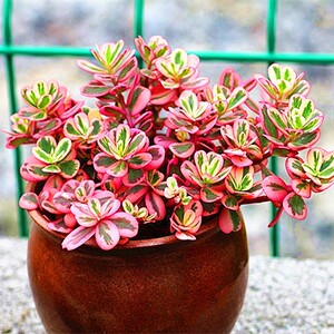 太阳花锦多肉彩虹马齿苋多年生草本植物净化空气阳台开红色小花