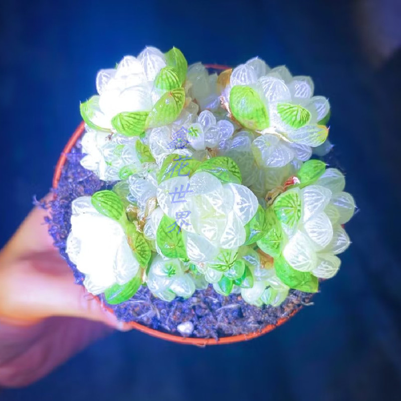 云南花卉高级精品盆栽冰魄玉露锦多肉植物稀有品种室内美观防辐射